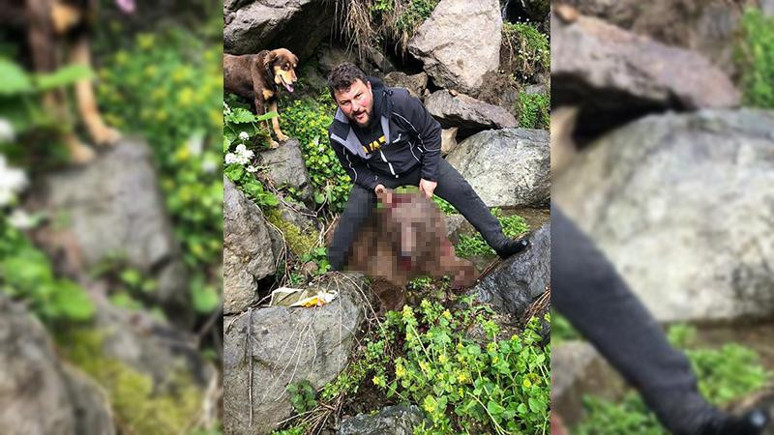Yavru ayıyı vurduktan sonra köpekleriyle işkence yapan avcı yakalandı