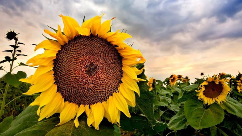 Ziraat Odası başkanlarından ayçiçeği açıklaması: Fiyat 6 TL olsun