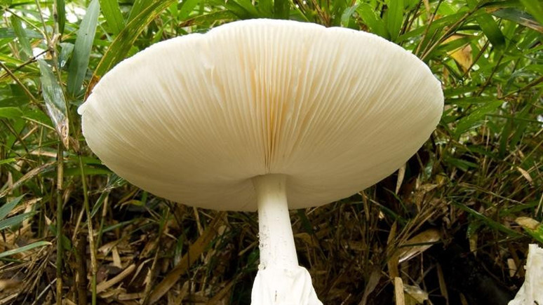 Karadeniz'de mantardan zehirlenme vakaları arttı