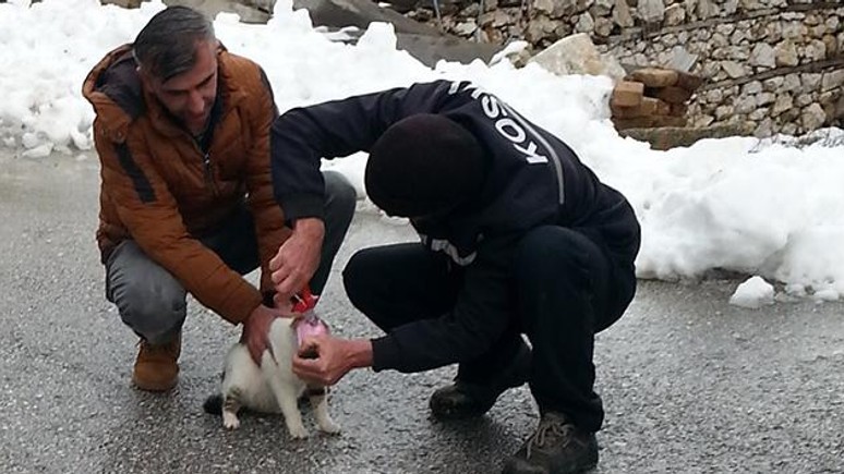 Kafası konserve kutusuna sıkışan kedi kurtarıldı