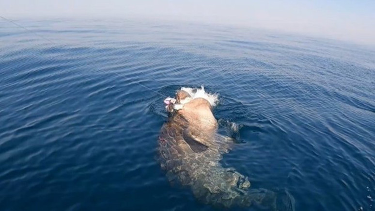 Ağlarına 500 kiloluk köpek balığı takıldı