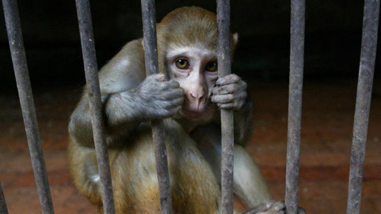 Maymunların kaçırdığı bebek hayatını kaybetti