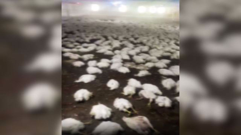 İhmal, 20 bin tavuğun telef olmasına neden oldu