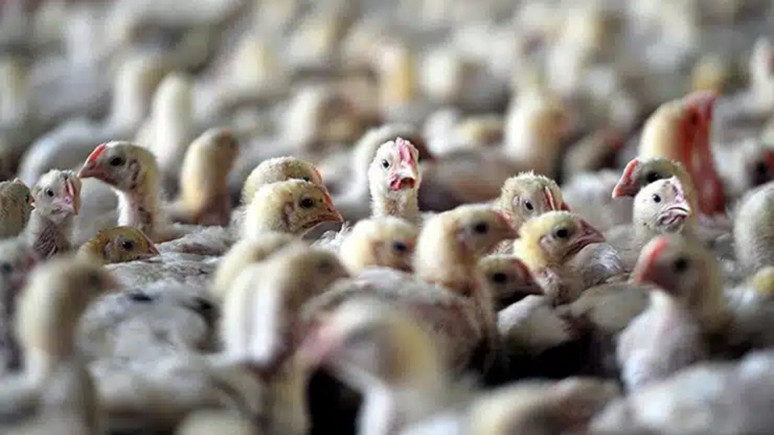 O ülkede kuş gribi alarmı! 50 bin tavuk itlaf edilecek