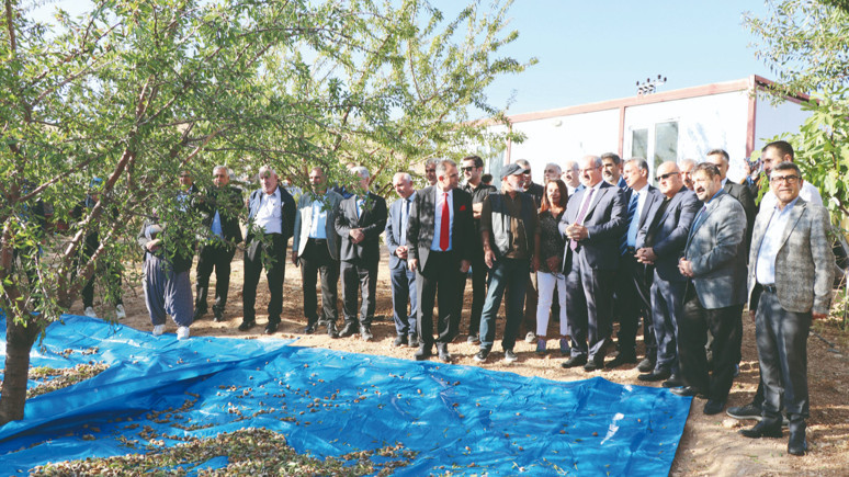Elazığ'da badem hasadı başladı