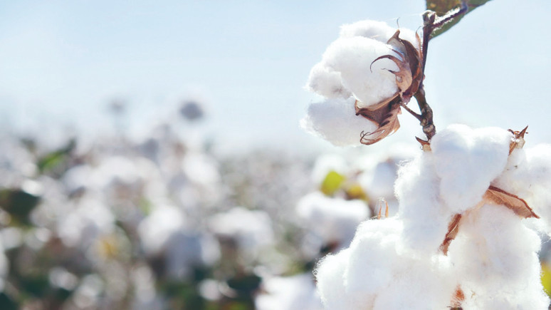 Çukobirlik ve TARİŞ elini taşın altına koymalı