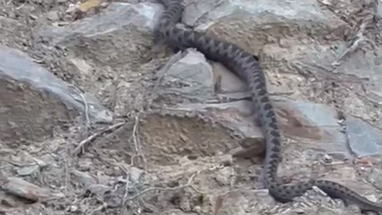 Eskişehir'de görüntülendi! Kış uykusuna yatmaya hazırlanıyordu...