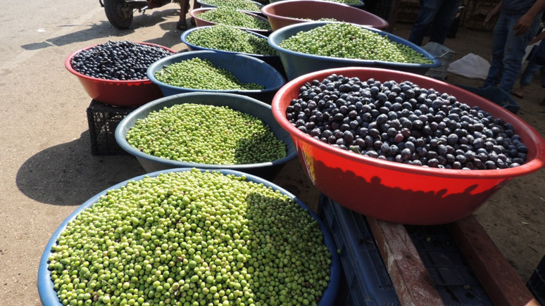 Hatay’da hasat başladı: Zeytinde markalaşmak istiyoruz