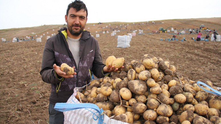 Patateste bereket yılı