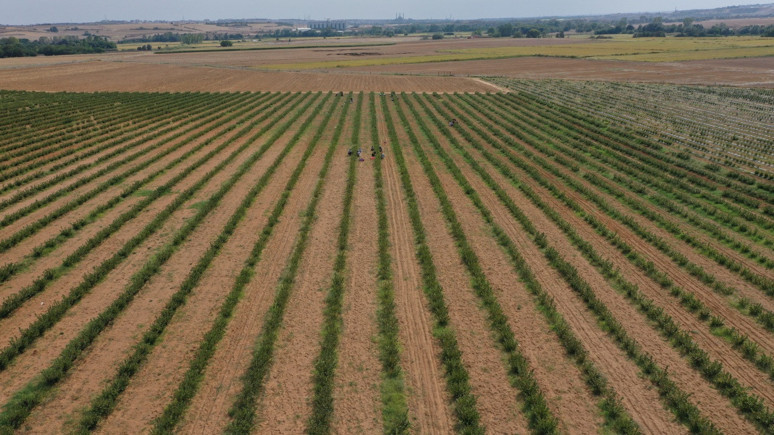 Ayçiçeği ambarında aronya üretimi artıyor