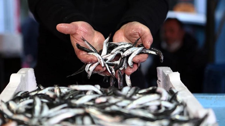Balık bolluğu sayesinde balık fiyatları dibe düştü! Hem ucuz hem sağlıklı