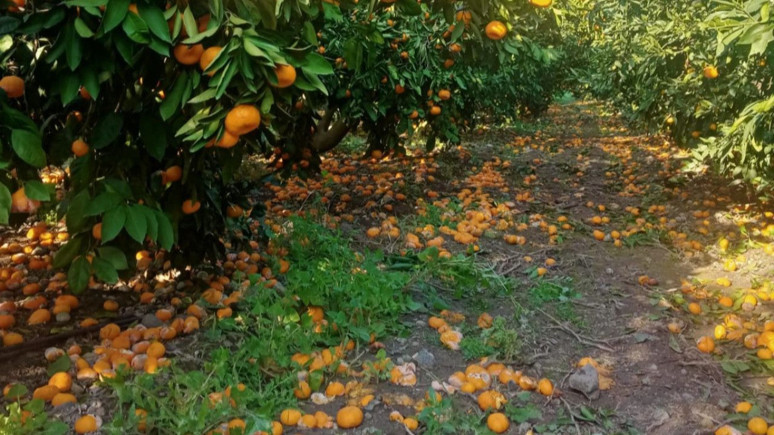 Üreticiye de mandalinaya da yazık oluyor