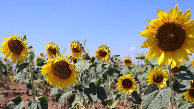 Ayçiçeği tohumu ve ham yağı için vergi kararı