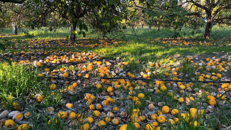 Fındık ve kiviye alternatif olarak üretiliyor! Ordu'da hasadı başladı
