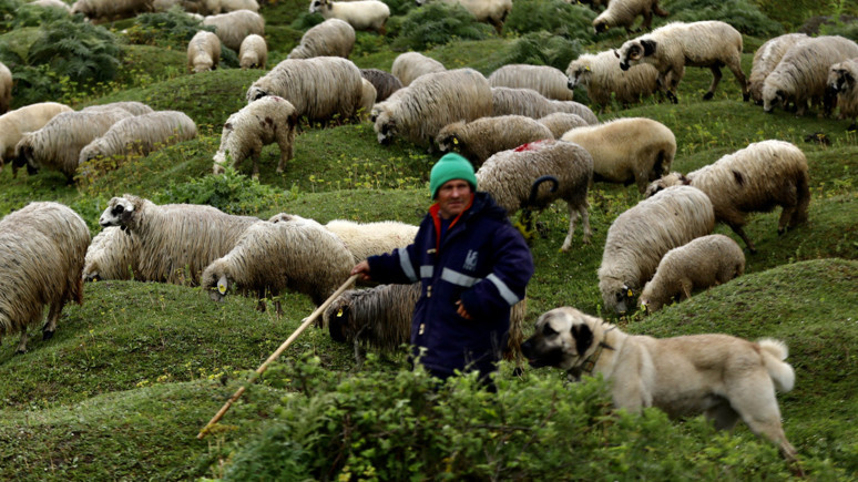 ‘Otlaklar verimsizleşiyor hayvancılık gerileyecek‘