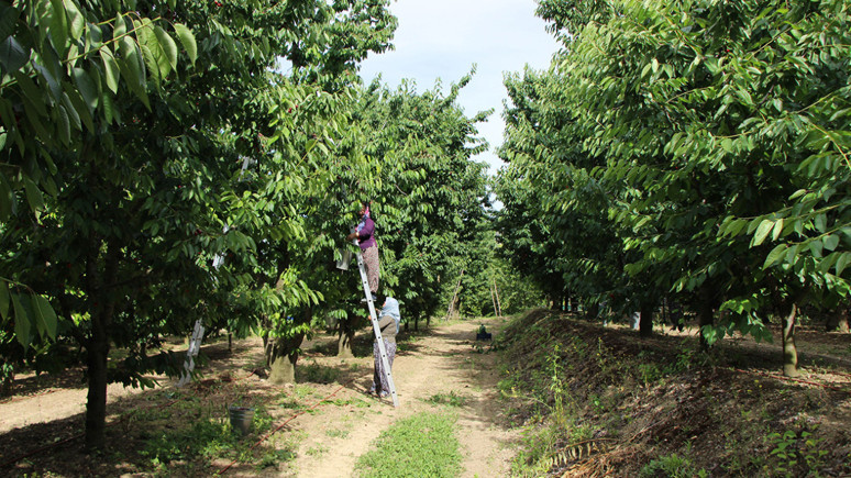 O ilimizden dünyaya satılıyor! Türkiye lider konumda! Yüzde 39'luk artış...