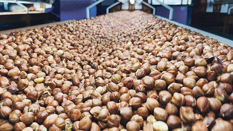 FİSKOBİRLİK fındık almaya başladı mı? Açıklama geldi