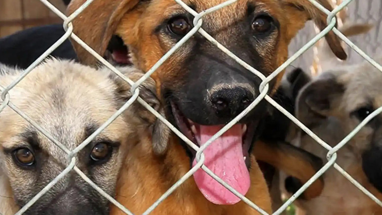 Veterinerlerden 5 maddelik öneri