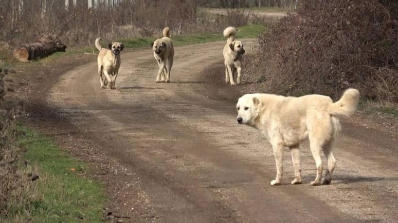 51 vali sahipsiz köpek gündemiyle toplandı!