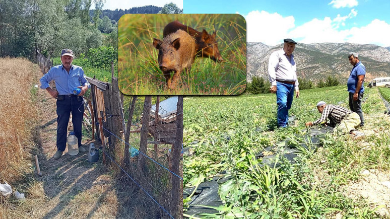 ‘Yaban domuzu doğal afete dönüştü’