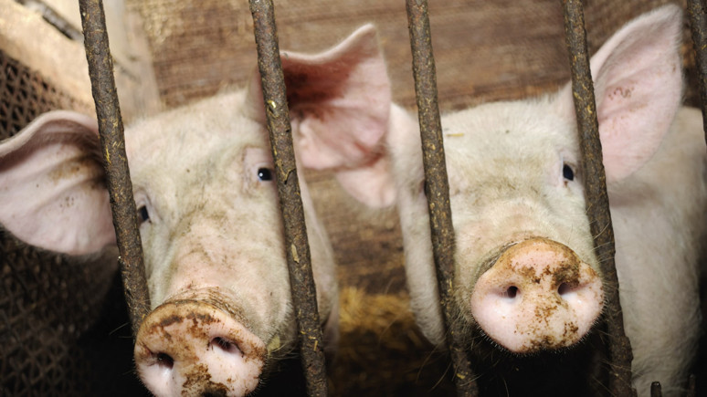 Güney Afrika'da korkunç olay! İki siyahi kadın domuzlara yem edildi