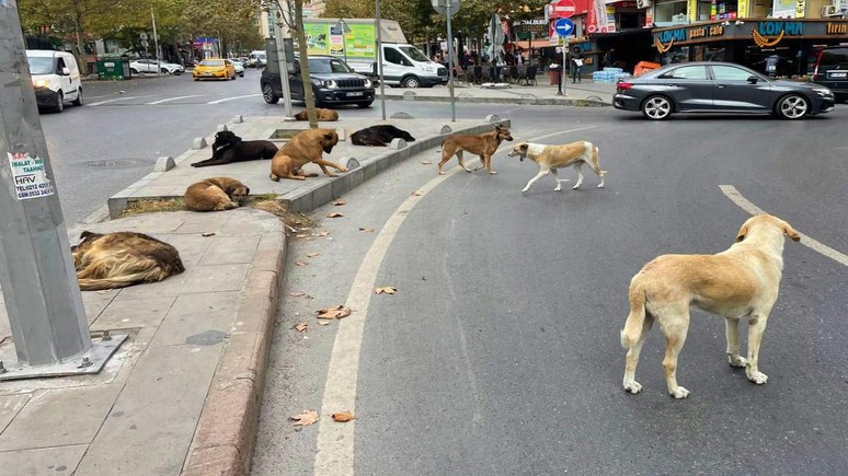 Tarih verildi: Sokak hayvanlarına yönelik yeni gelişme!