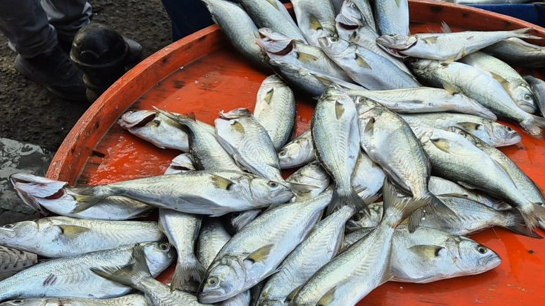 'Yılbaşında hindi yerine balık yiyin'