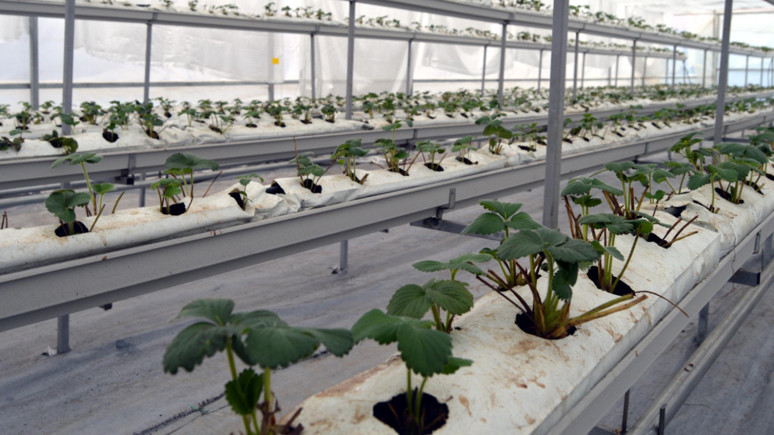 Kırklareli'de topraksız çilek yetiştiriyor