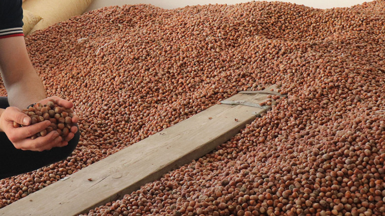 Fındık fiyatlarına 5 lira zam! Türkiye'de en fazla fındık üretimi hangi illerde yapılıyor? Bugün Giresun fındık Kaç Para?