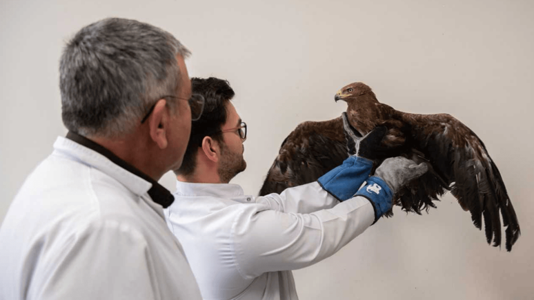 Konya'da yaralı bulunan kaya kartalı tedaviye alındı