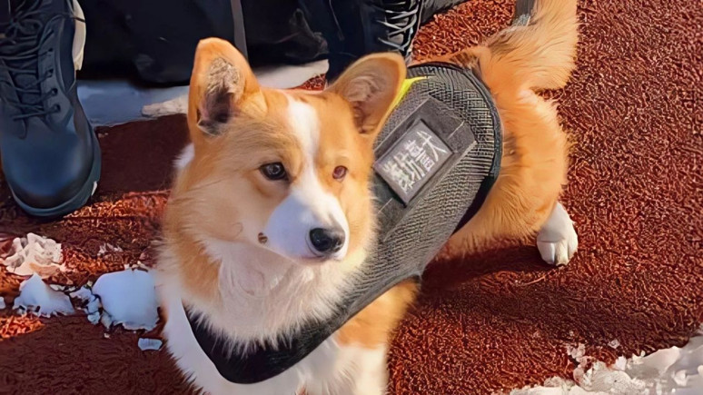 Görev başında uyuyan polis köpeği ikramiyesinden oldu!