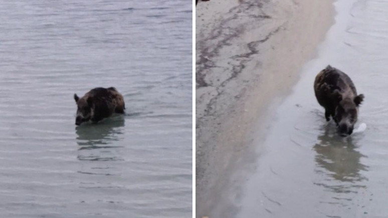 Kuşadası sahilinde sürpriz misafir: Denizden yüzerek çıkan yaban domuzu şaşırttı