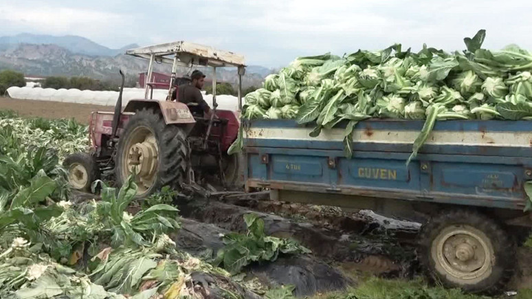Aydın'da karnabahar üreticisi zorda! Çiftçi kazanmıyor vatandaş ucuza yiyemiyor! Üreticiye fiyat darbesi