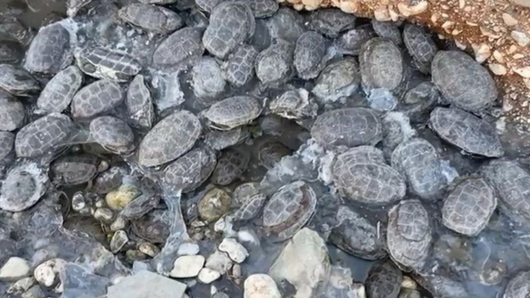 Şanlıurfa'da dere yatağında mahsur kalan yüzlerce kaplumbağa kurtarıldı