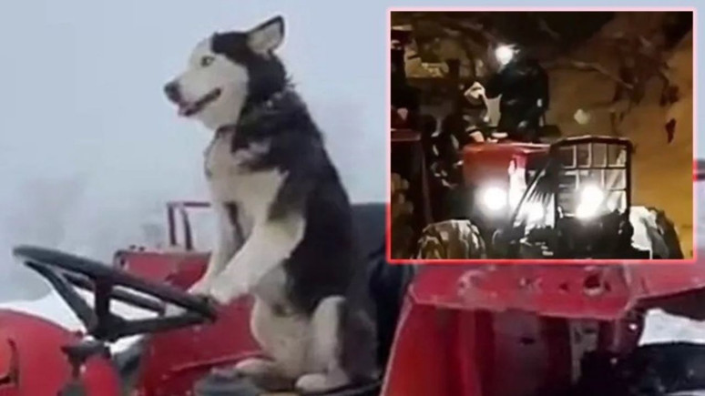 Sakarya'da traktör süren Sibirya kurdu Çakır herkesi şaşkına çevirdi!