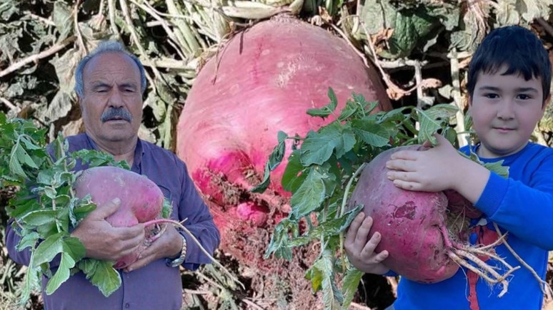 Osmaniye'de yetiştirdi! Görenler inanamadı...