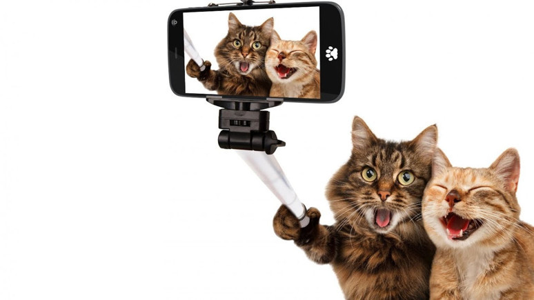 Artık kendi telefonuna bakacak! Evcil hayvanlar için telefon üretildi