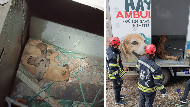 Erzurum'da bir inşaatta mahsur kalan anne köpek ve yavruları kurtarıldı