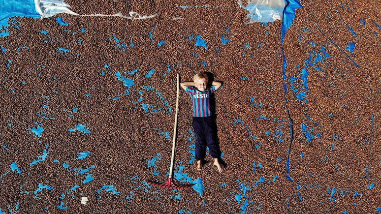 Türkiye'de en çok fındık üreten iller değişti! Düzce ve Samsun Giresun'u geçti