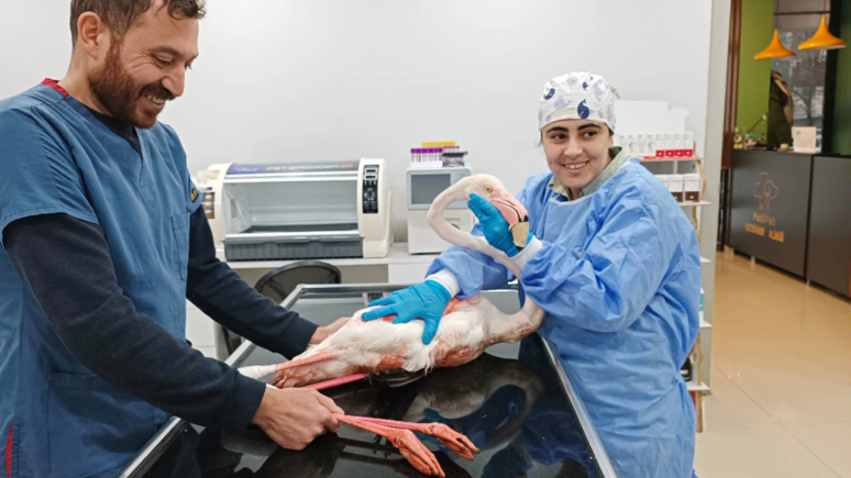 Bitlis'te yaralı halde bulunan flamingo tedavi altına alındı