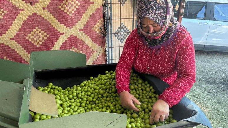 Silifke’de erik hasadı başladı: Kilosu 450 liradan satılıyor