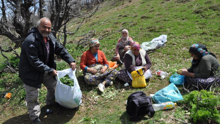 Dağlardan topluyorlar! Kilosu 250 liradan kapış kapış satılıyor