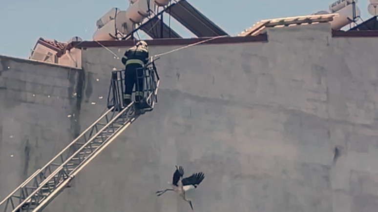 Muğla'da kabloya dolanan leyleği itfaiye kurtardı