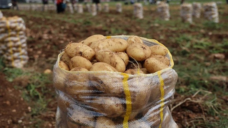 Türkiye’ye gelen 2 bin ton patates virüslü çıktı: Geri iade edildi