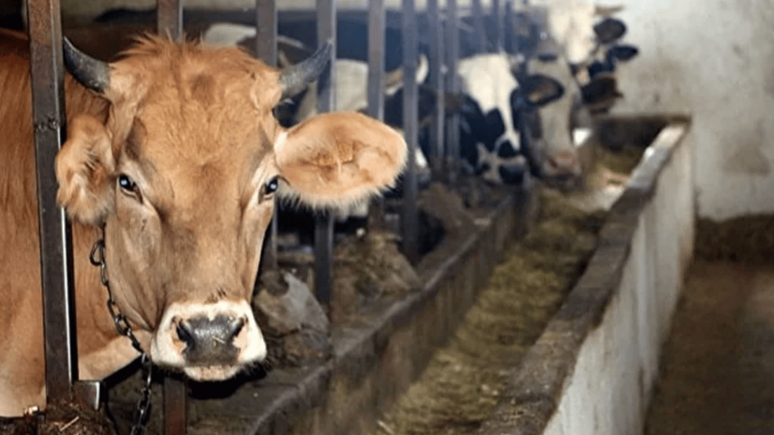 Uzmanlar uyardı: Kurban Bayramı dönemine dikkat!