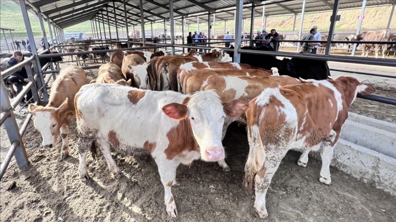 Erzurum'da kurban fiyatları cep yaktı! 350 bin liraya kadar çıkıyor