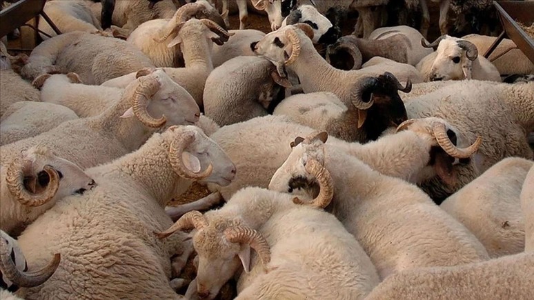 Gaziantep'te kurbanlık fiyatları belli oldu!