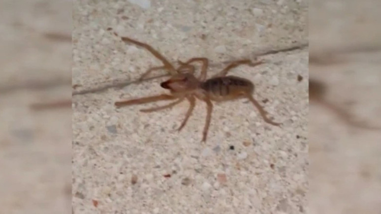 Elazığ’da korkutan görüntü: Zehirli sarıkız örümceği ortaya çıktı