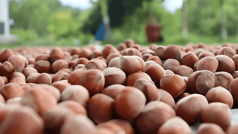 Serbest piyasa fındık fiyatları düştü! 26 Haziran güncel fındık fiyatları