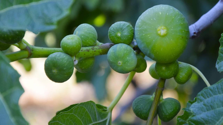 Manisa'nın Turgutlu ilçesinde üretiliyor! Suudi Arabistan, Katar ve Rusya'ya satılıyor